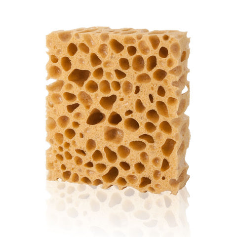 pedag Schwamm