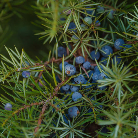 Synergies d'huiles essentielles GREEN FOREST