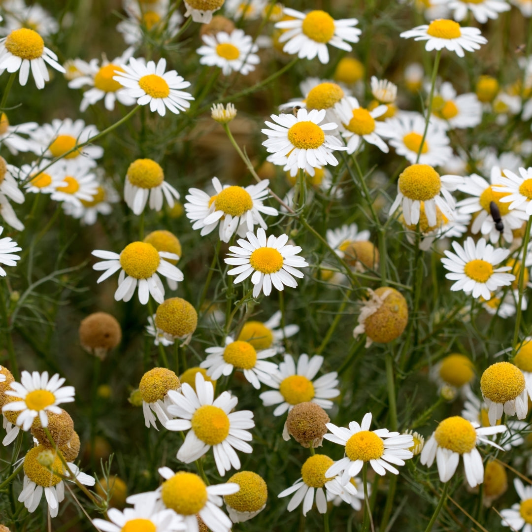 Mélange d'huiles essentielles CALM