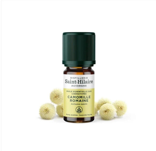 Saint Hilaire Roman Chamomile