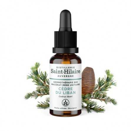 Saint-Hilaire  Lebanese Cedar
