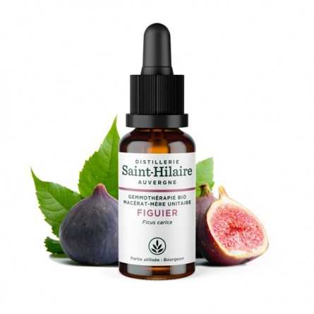 Saint-Hilaire Fig Tree