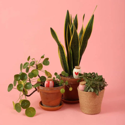Mini Olla Trio système d’auto-arrosage