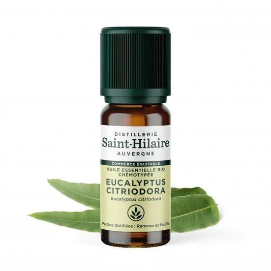 Eucalyptus au citron Saint-Hilaire