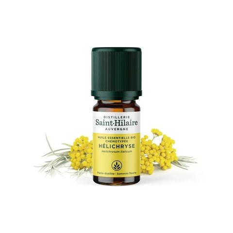 Hélichryse italienne