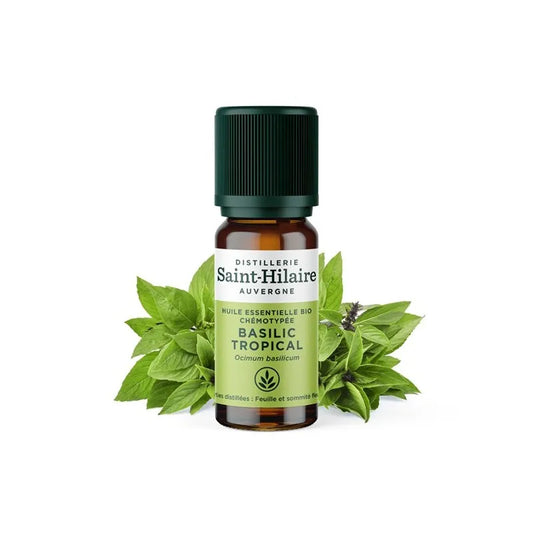 Basilic tropical Saint-Hilaire