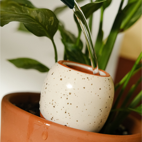 Mini Olla Trio Selbstbewässerungssystem