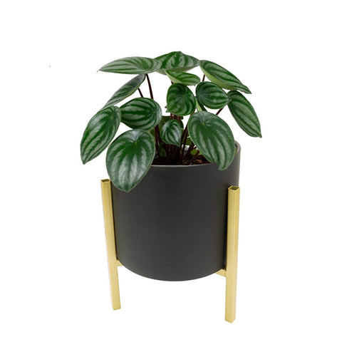 Blumentopf für Zimmerpflanzen – Ø 20 cm, Höhe 27,5 cm