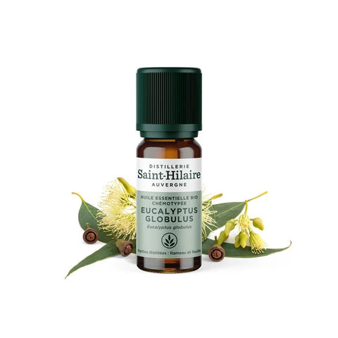 Saint-Hilaire Eucalyptus globulus