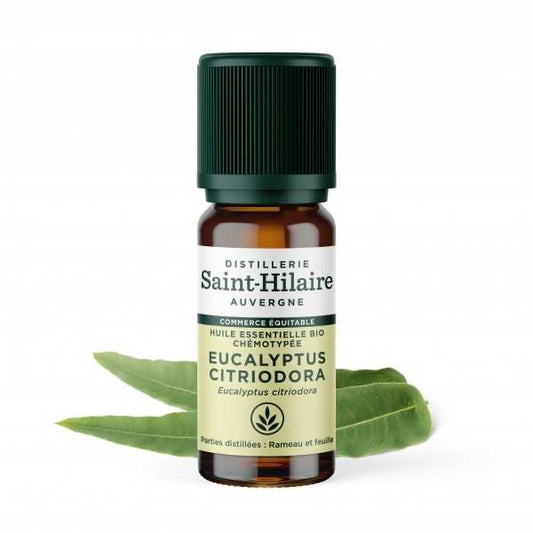 Eucalyptus citronné Saint-Hilaire