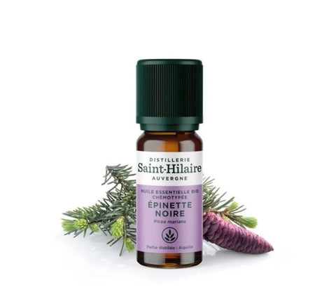Saint-Hilaire Black Spruce