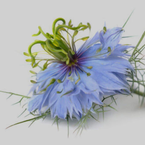 Huile de nigelle BIO pressée à froid - Pour corps et cheveux