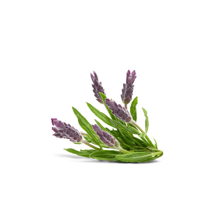 EUR Lavender 60ml