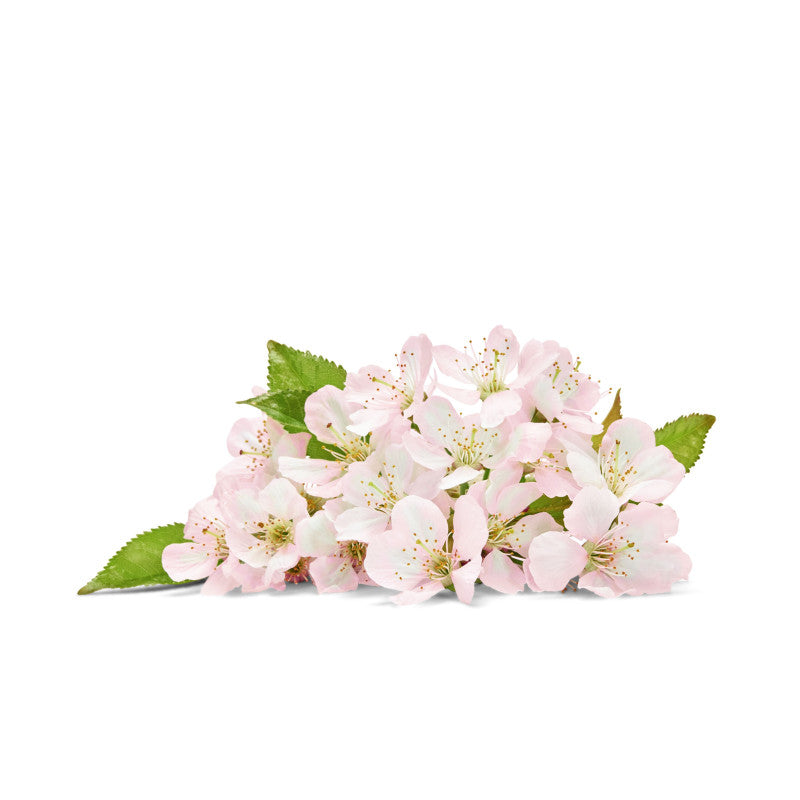 EUR Cherry Blossom 240ml