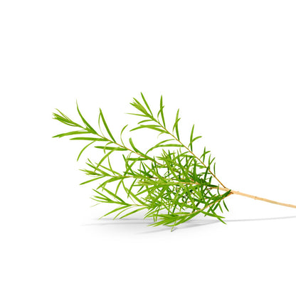EUR Teatree 475ml