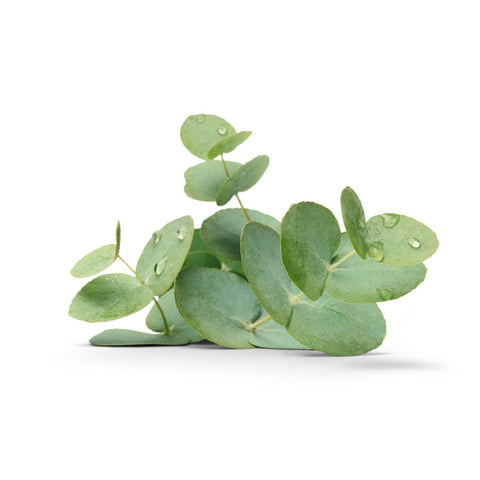 EUR Eucalyptus 945ml