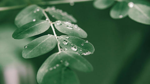 Poudre de Moringa