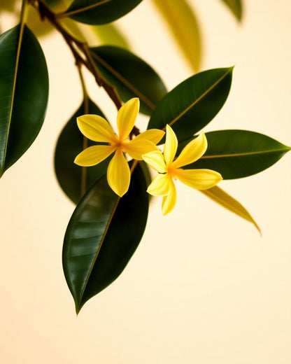 Deodorant Ylang-Ylang